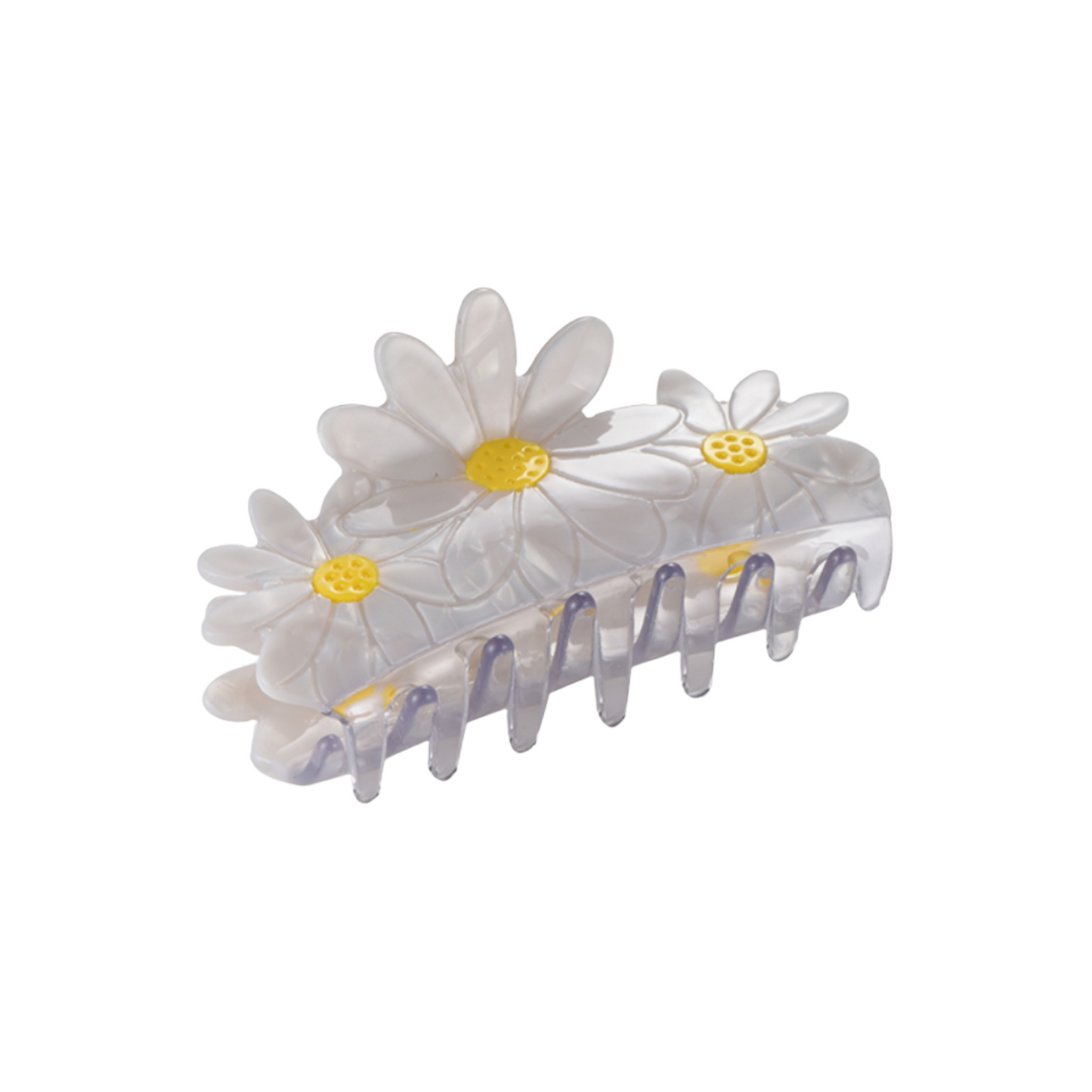 Haarklem Daisies